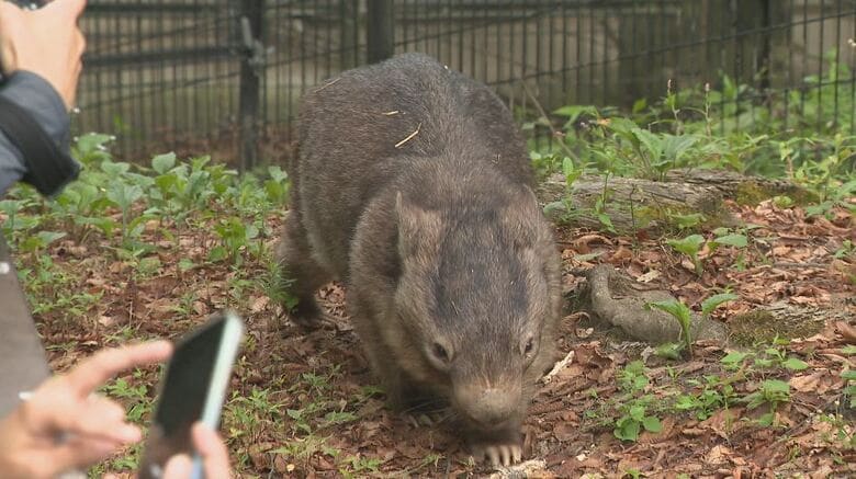 ウォンバット「夜の“動く姿”が貴重」　トウモロコシもぐもぐ　長野・茶臼山動物園で「サマーナイトZOO」　夜行性で昼間はあまり動かない「普段と違う夜の姿を楽しんで」　8月15日まで｜FNNプライムオンライン