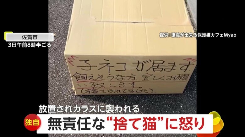 【独自】“子ネコを食べる”カラスにも襲われ…保護猫カフェへ無責任な“捨て猫”　駐車場に15時間放置　佐賀市｜FNNプライムオンライン