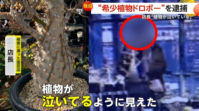 【独自】「こいつか」“希少植物ドロボー”が被害届取り下げるよう店に出頭　“幻の植物”は返却されるも傷だらけ…店長「植物が泣いている」　埼玉・越谷市｜FNNプライムオンライン