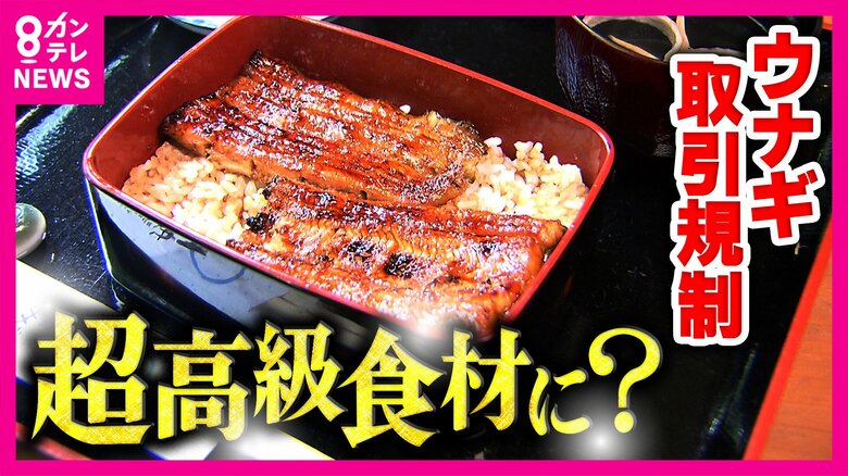 ウナギさらに高価に？　EUが取引規制提案　養殖業者「闇取引起きる」”安く売れが家訓”の料理店は不安隠せず｜FNNプライムオンライン