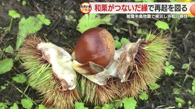 大好きな和栗で能登を守れ！　地震で栗農家断念の男性がノウハウを活かし移住先から仲間を支援【静岡発】｜FNNプライムオンライン