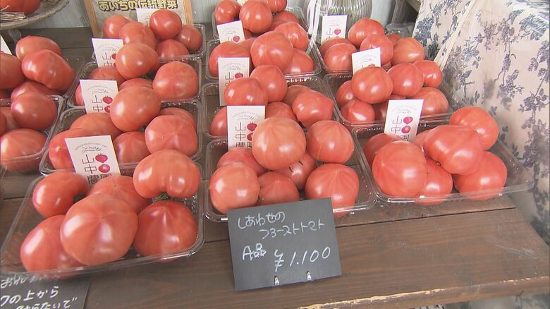 ハウス栽培が旬に…物価高の中でトマトが“値下がり” 卸売価格は去年11月の3分の1に 今後は寒波で再び上昇も｜FNNプライムオンライン