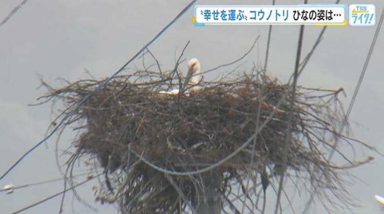 国の天然記念物「コウノトリ」今年も”幸せを運び”飛来　巣ではヒナの誕生も確認　広島・世羅町｜FNNプライムオンライン