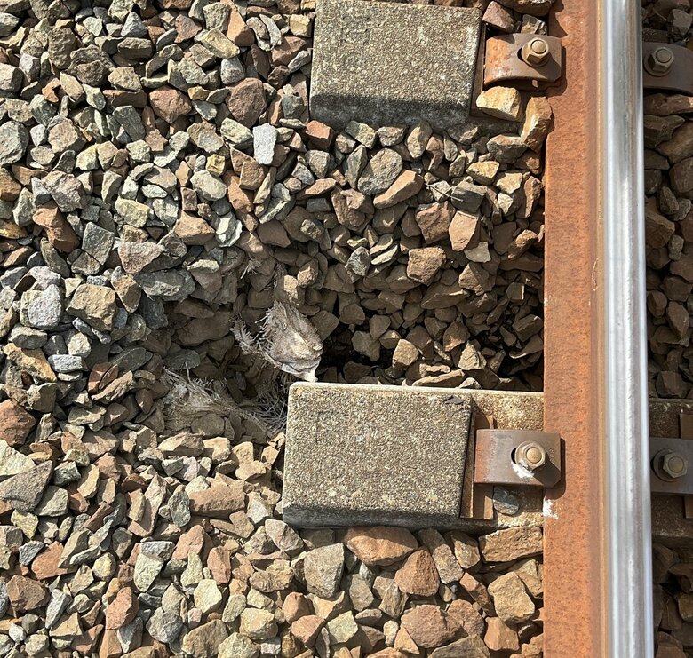 『線路陥没』で特急含む列車10本が運休―JR千歳線「植苗～沼ノ端駅間」で巡視中に1か所陥没しているのを発見し補修＜JR北海道＞｜FNNプライムオンライン