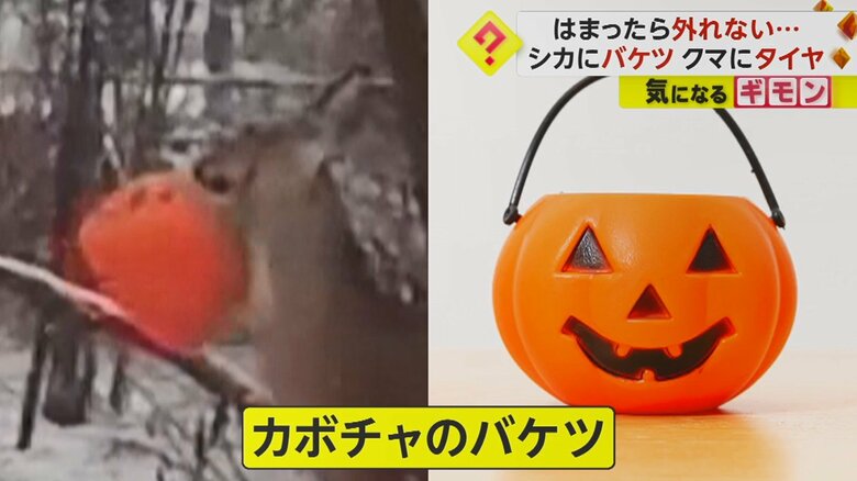 約2週間ほど前からこの状態