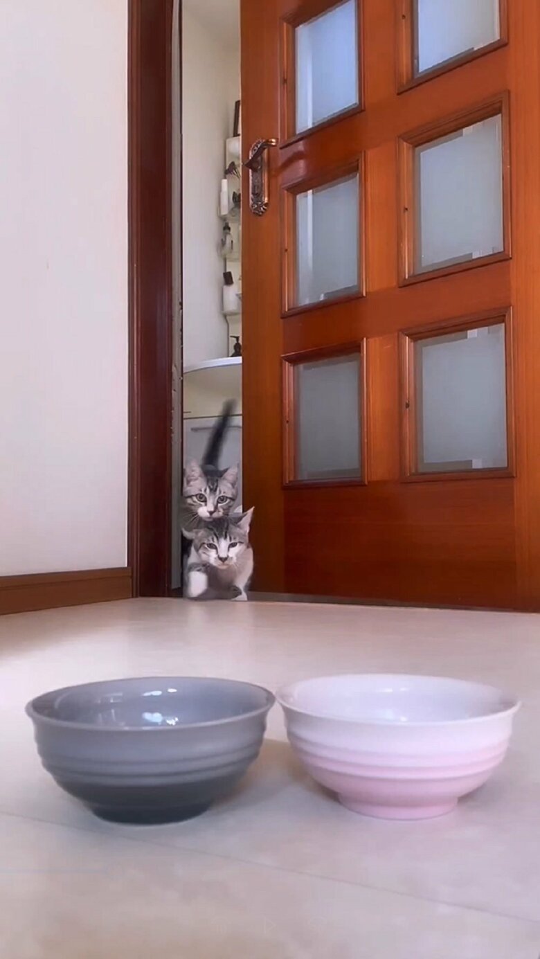 ダッ！と扉が開いた瞬間に駆け込んでくる2匹