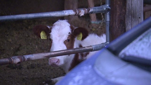 「らっきーべこファーム」牧場名に感謝を込めて