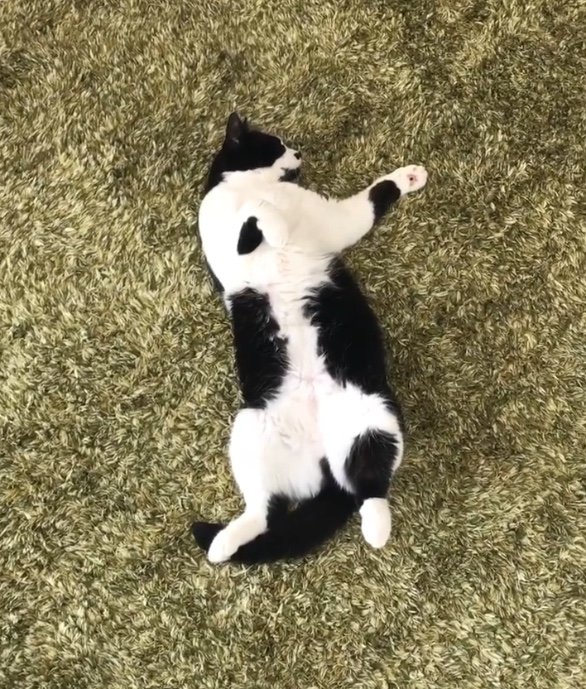 提供：卵山玉子先生