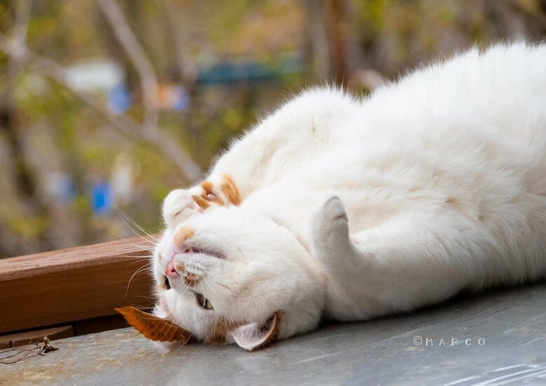 提供：MARCOさん