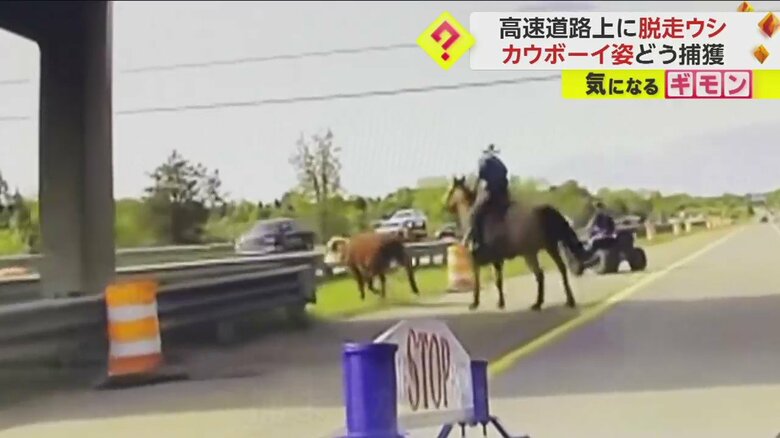 カウボーイによって捕まえられたウシ