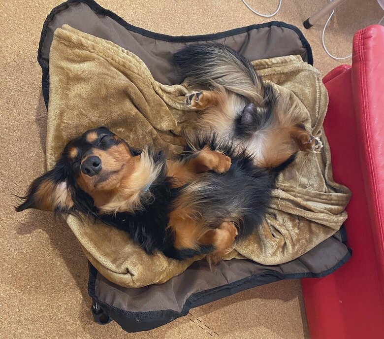 へそ天でスヤスヤ