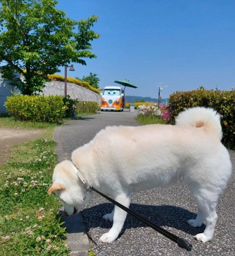 提供： kinako_kinakoさん