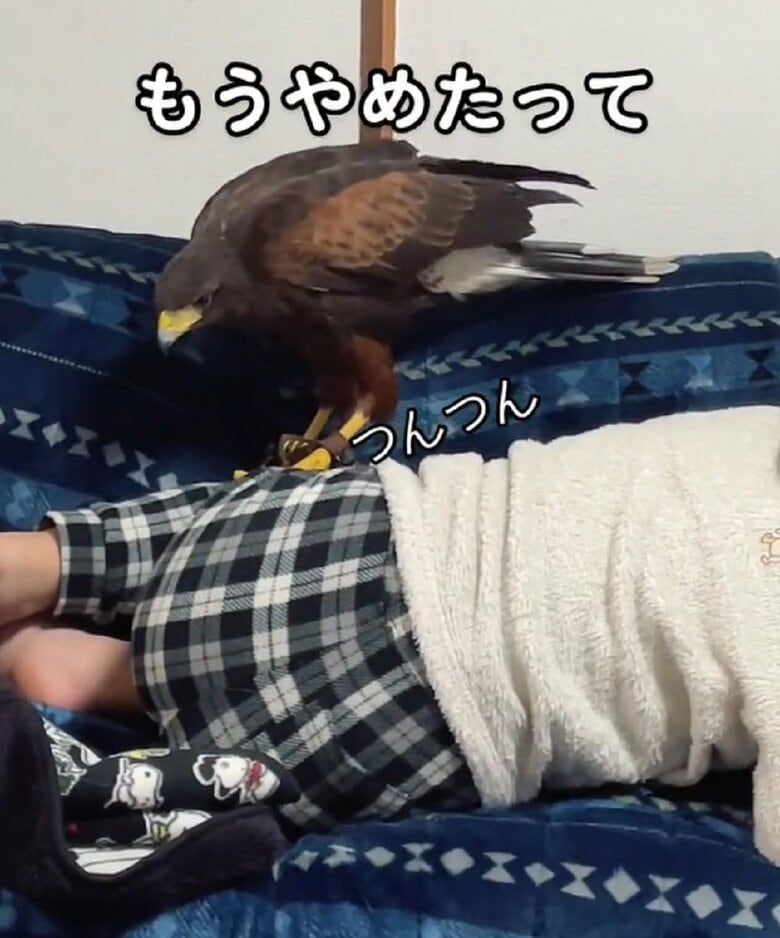 飼い主さんも思わず　もうやめたって