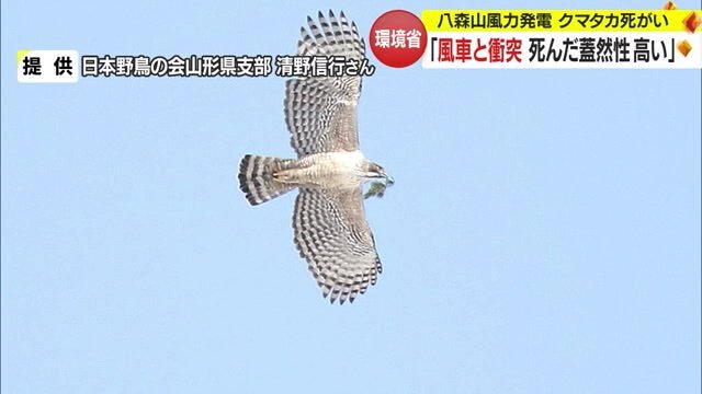 絶滅危惧種の「クマタカ」