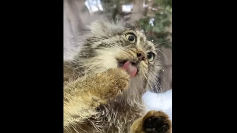 出典：那須どうぶつ王国公式YouTube