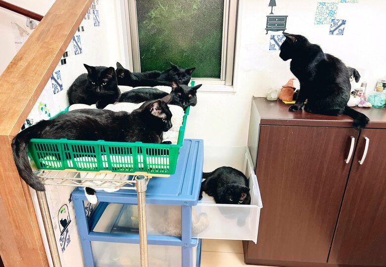 黒猫7匹が大集合！