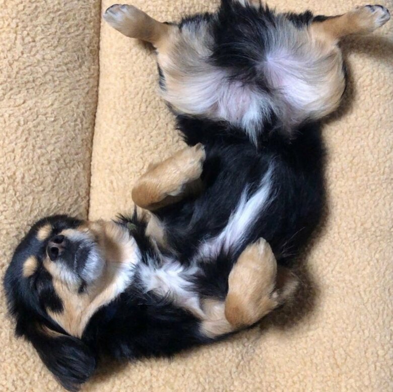 すやすや眠る様子