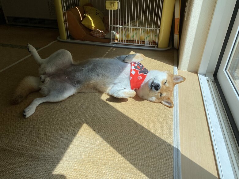 クーラーの効いた部屋で日光浴