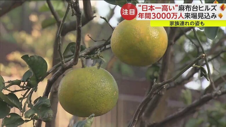 敷地内にあるミカンの木