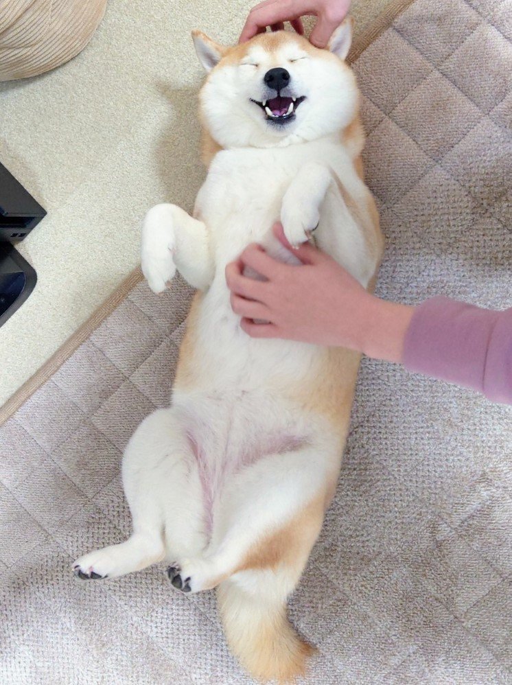 提供：柴犬チャーミーさん