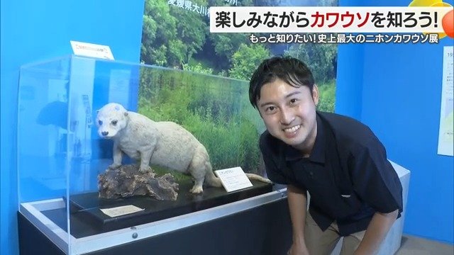 二ホンカワウソのはく製がおでむかえ