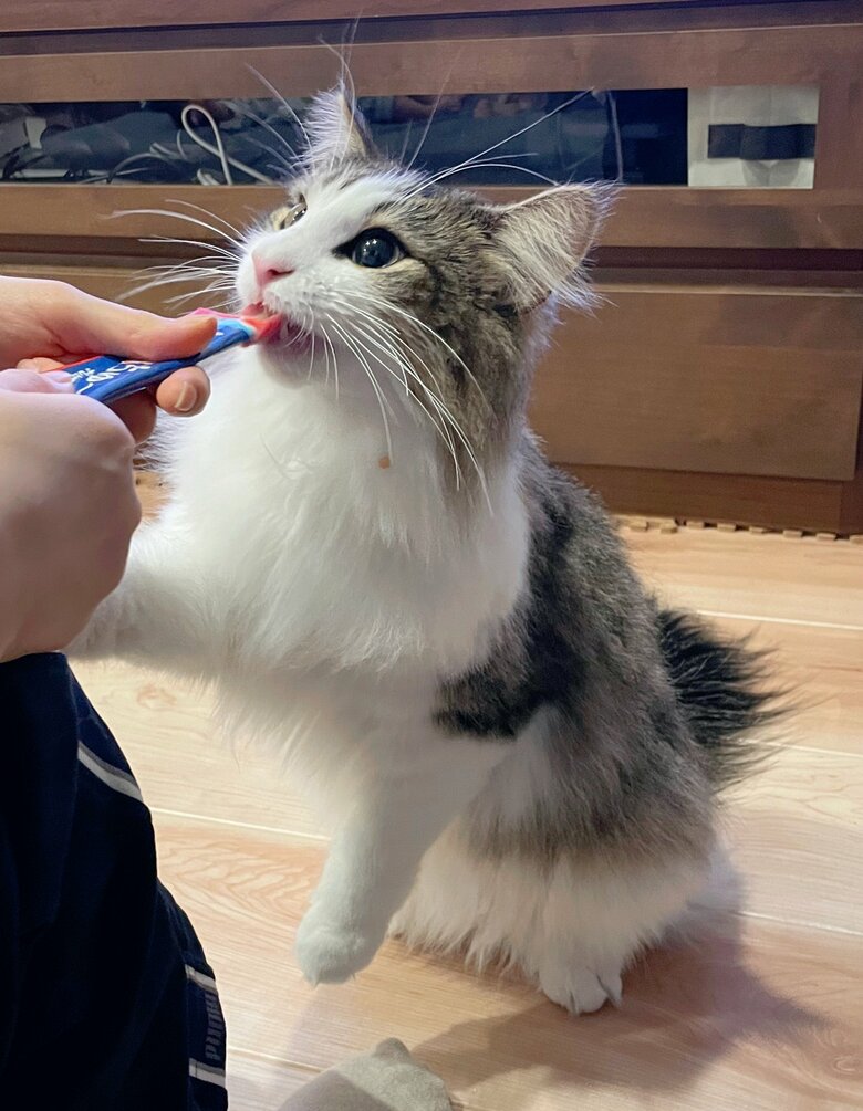 美味しそうにチュールを食べている