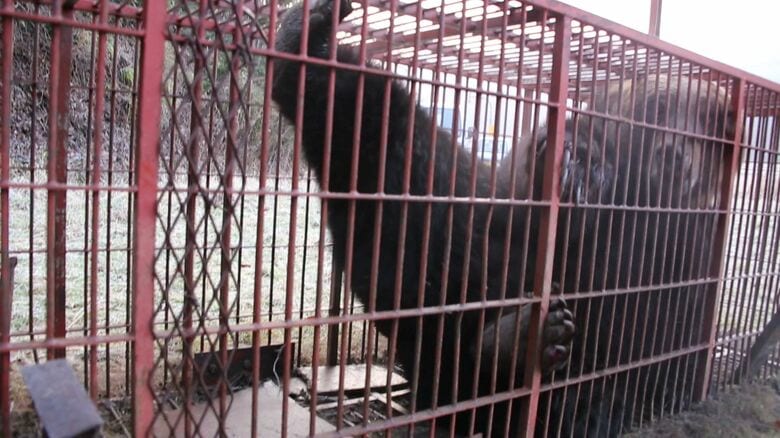 箱わなの中で暴れるクマ