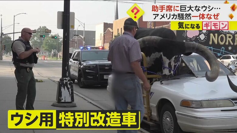 警察に止められる、巨大な牛を乗せた車