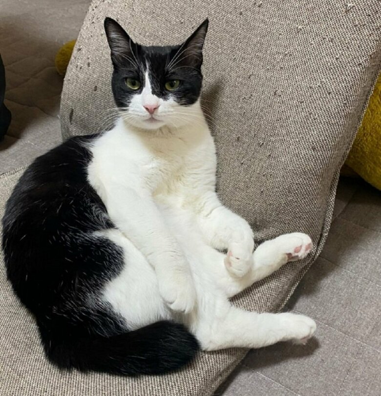 座椅子でくつろいでいるような静ちゃん