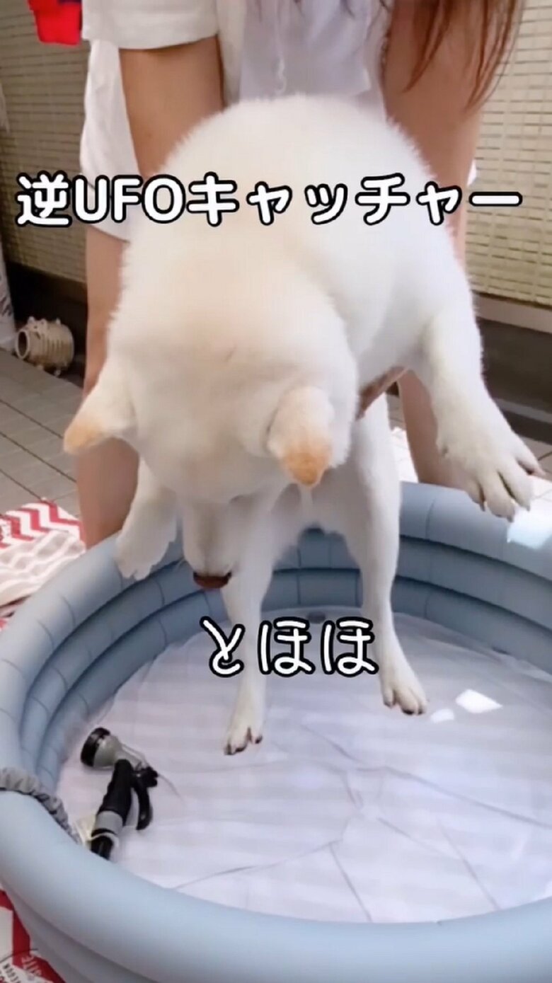 だい吉くんを母親が抱えてプールへ入れてみる