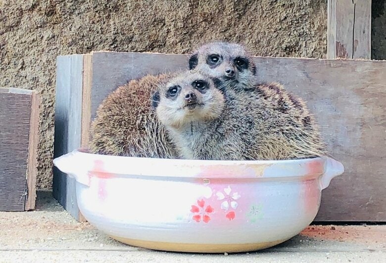 土鍋に入るミーアキャット（提供：九十九島動植物園森きらら）