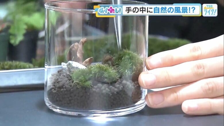 コケテラリウムづくりに挑戦