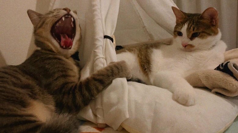 ドラちゃんがあくびをすると…