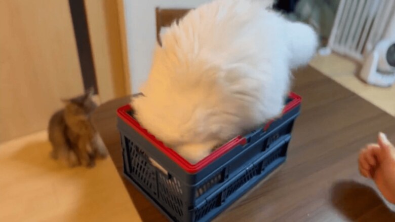 もぐり込む