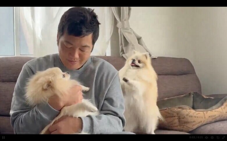 やきもちをやいているクララちゃん（提供：愉快な3姉妹ポメラニアンちゃんねるさん）