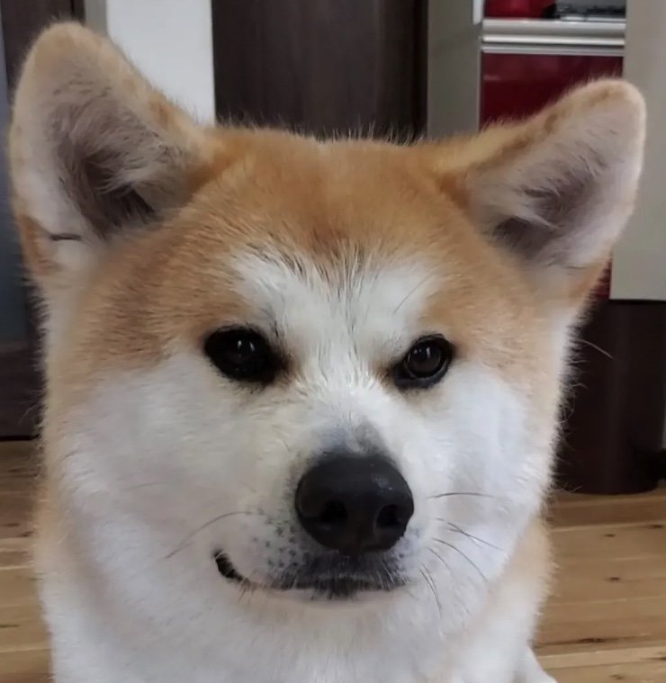 提供：秋田犬 杏(あん)と蓮(れん)さん