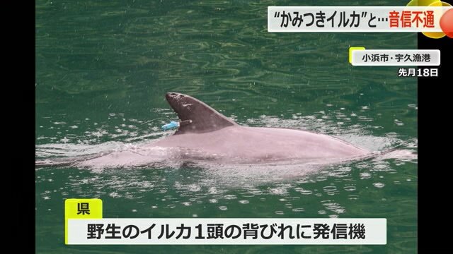 発信器が装着された野生イルカ