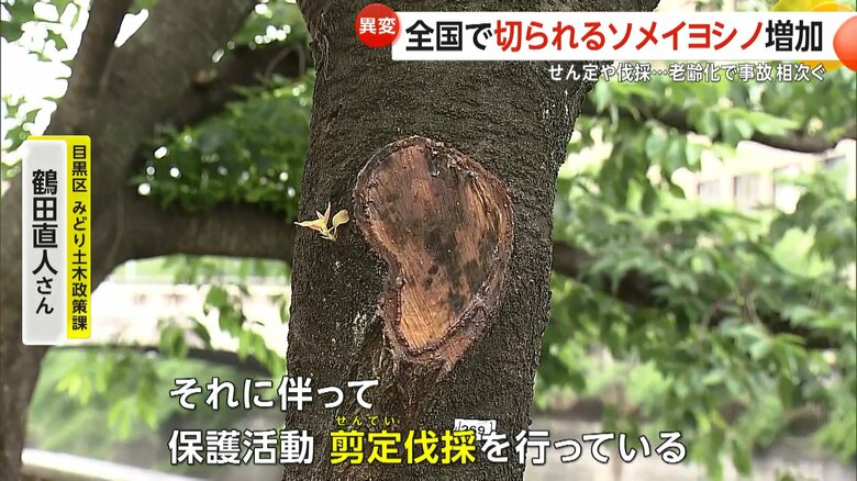 「目黒川沿いのサクラは、樹勢自体もかなり弱ってきている」と話す担当者