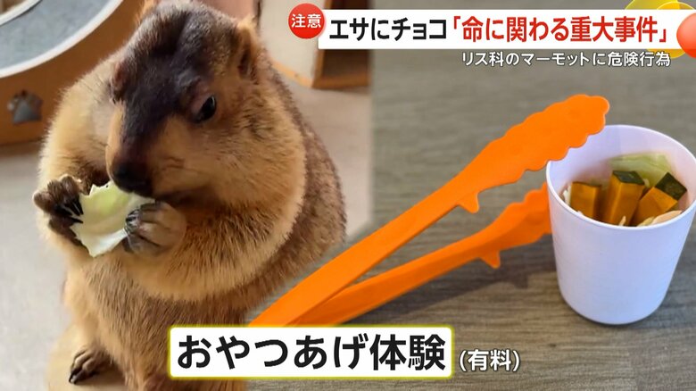 男性が動物にとって有害なチョコレート入り菓子を与える事件（大阪・守口市の「マーモット村 大阪」）