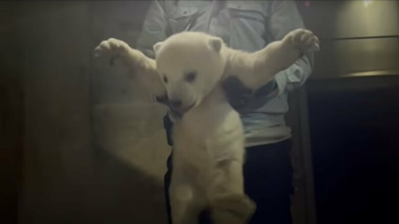 体重測定の様子（旭川市旭山動物園公式YouTubeより）