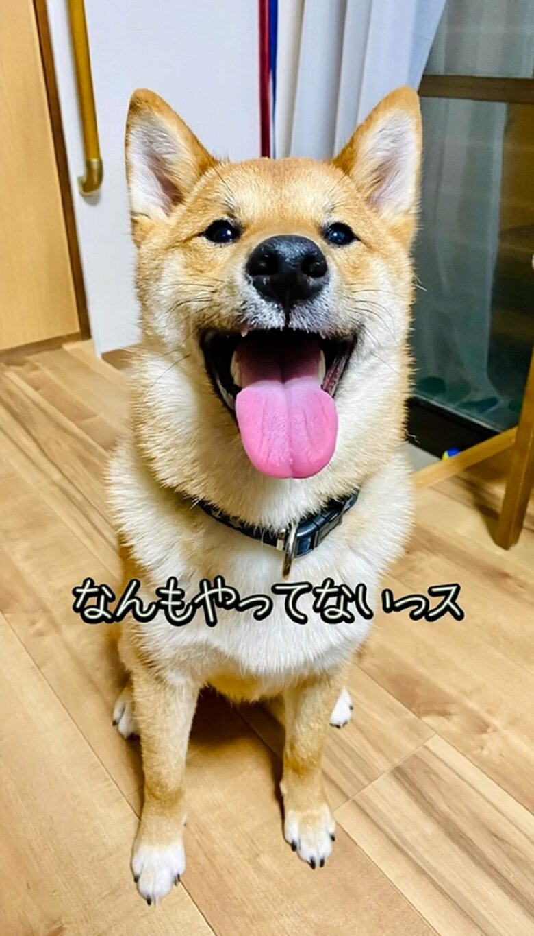 「なんもやってないっス」としらばっくれるゆうまくん