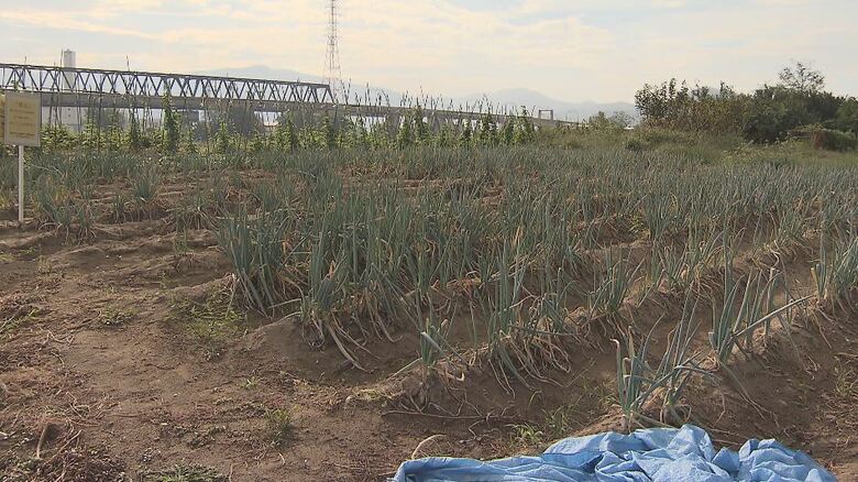 千曲川河川敷内に広がる「ヤミ畑」（2023年9月取材　長野市）