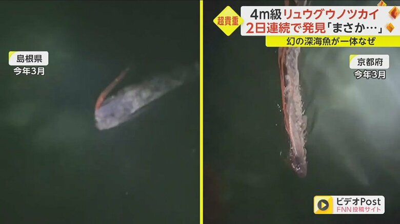 リュウグウノツカイの生態は、いまだ謎のベールに包まれたまま