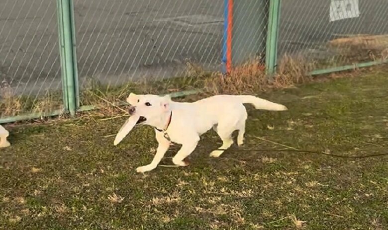 ディスクを空中でキャッチ！