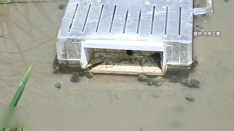  駆除装置に集まるジャンボタニシ