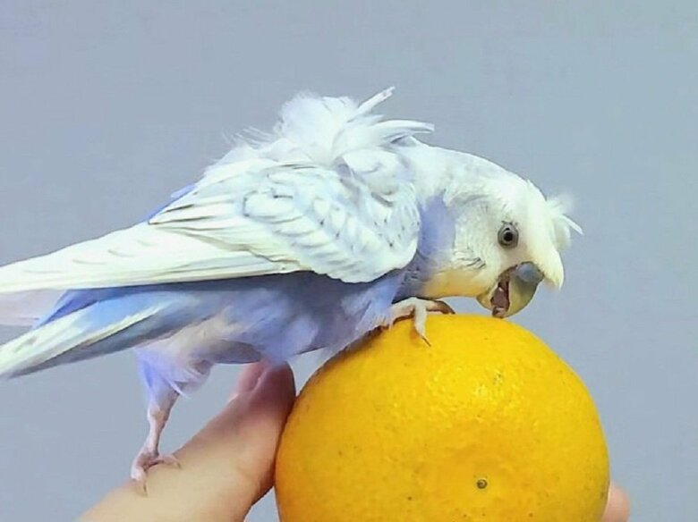 皮をむいてもらうのが待ちきれずにみかんに乗る