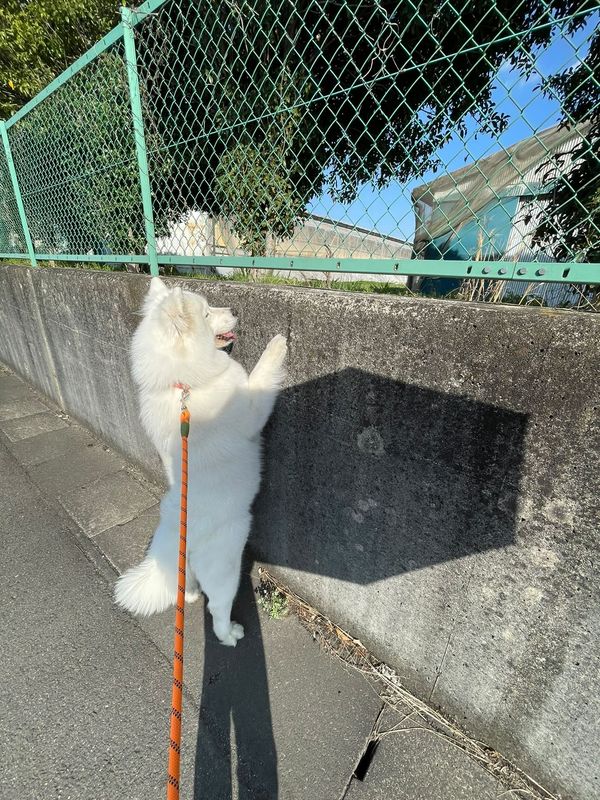 提供：ibukimama38さん