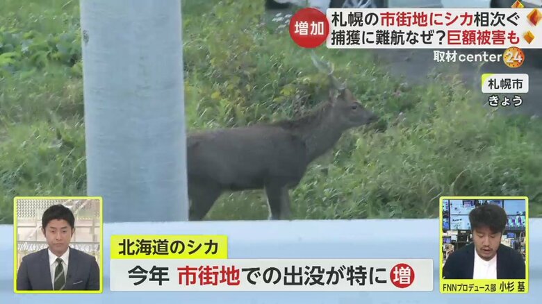 札幌市の市街地に出没したシカ。二次被害を防ぐため、捕獲が難航しているという（25日）