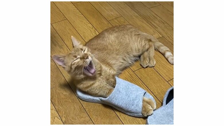 ついあくびが…