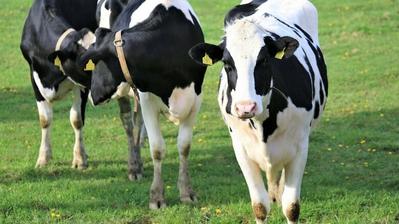 ホルスタインの柄では効果が見込めないという（画像はイメージ）